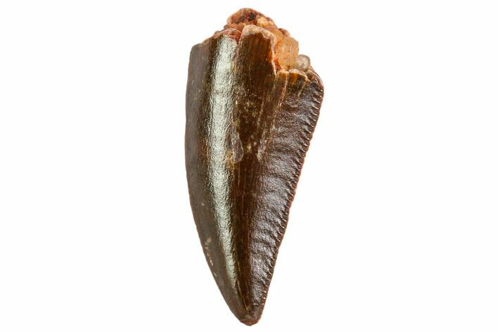 Serrated, Raptor Tooth - Real Dinosaur Tooth #109494